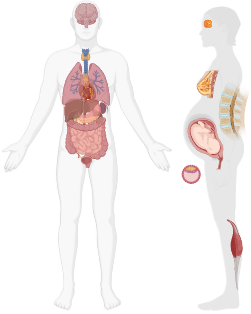 illustration des organes indiqués dans un corps humain
