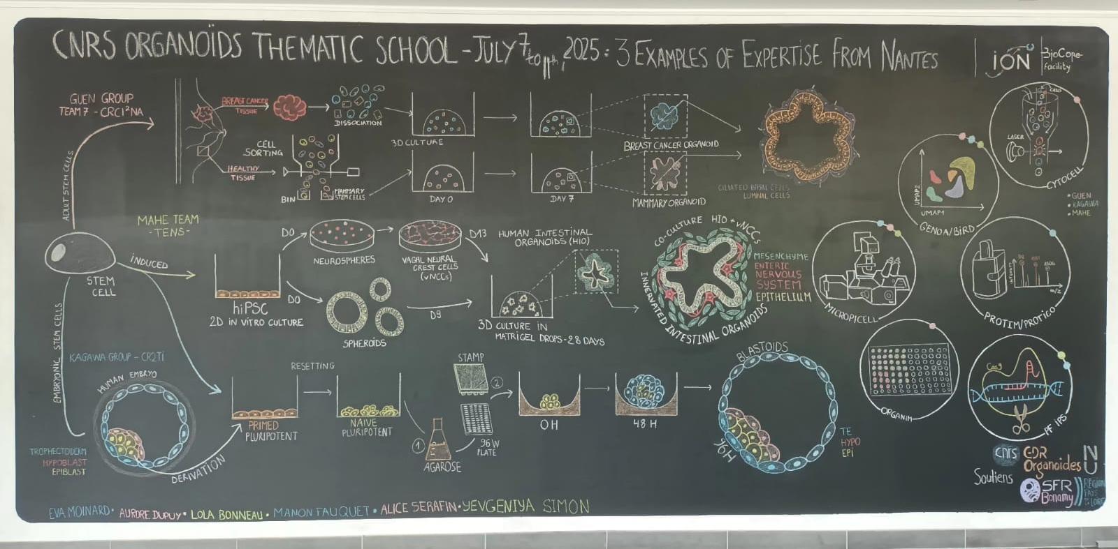 O'Tablo#18: CNRS Organoids thematic school - July 7 to 11th, 2025 : 3 examples of expertise from Nantes