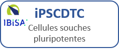 iPSC cellules souches pluripotentes
