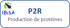 P2R production de protéines