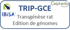 TRIP-GCE